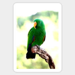 Eclectus Male Parrot Sticker